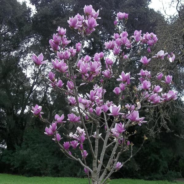 ต้นแมกโนเลีย (Magnolia)