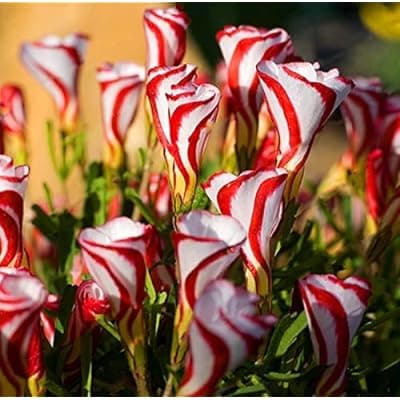 Oxalis versicolor ดอกไม้หายากสำหรับประดับตกแต่งบ้าน